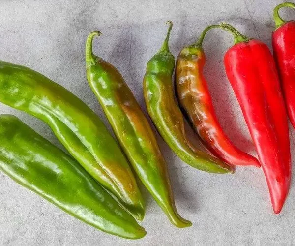 Many different varieties of New Mexico chile, including Big Jim, Miss Junie, and Lumbre