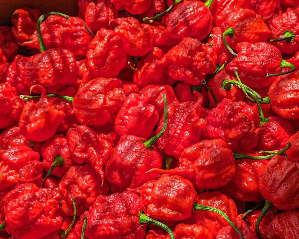 a bunch of carolina reapers in a box