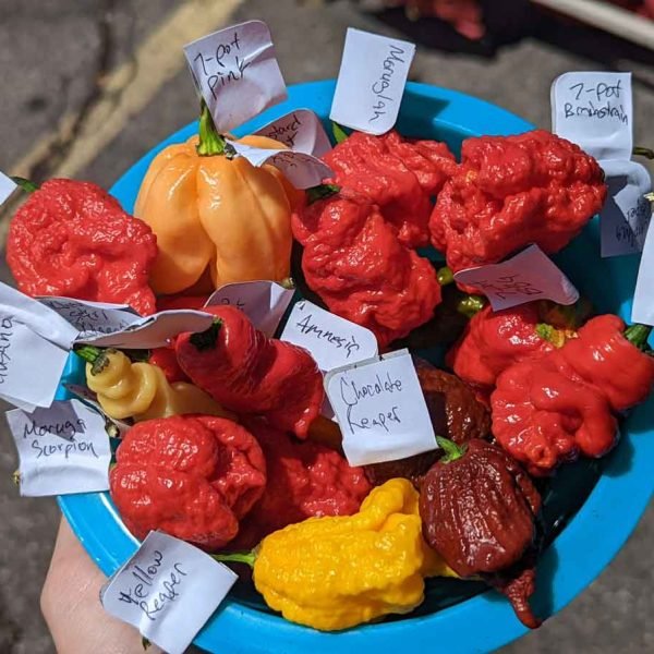 various super hot chile peppers including carolina reapers and 7 pot