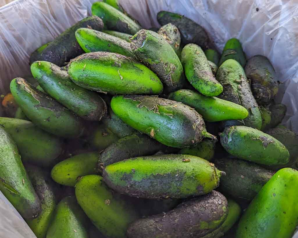 Ouch, My hands are burning! All About Jalapeno Hands Farmers Chile