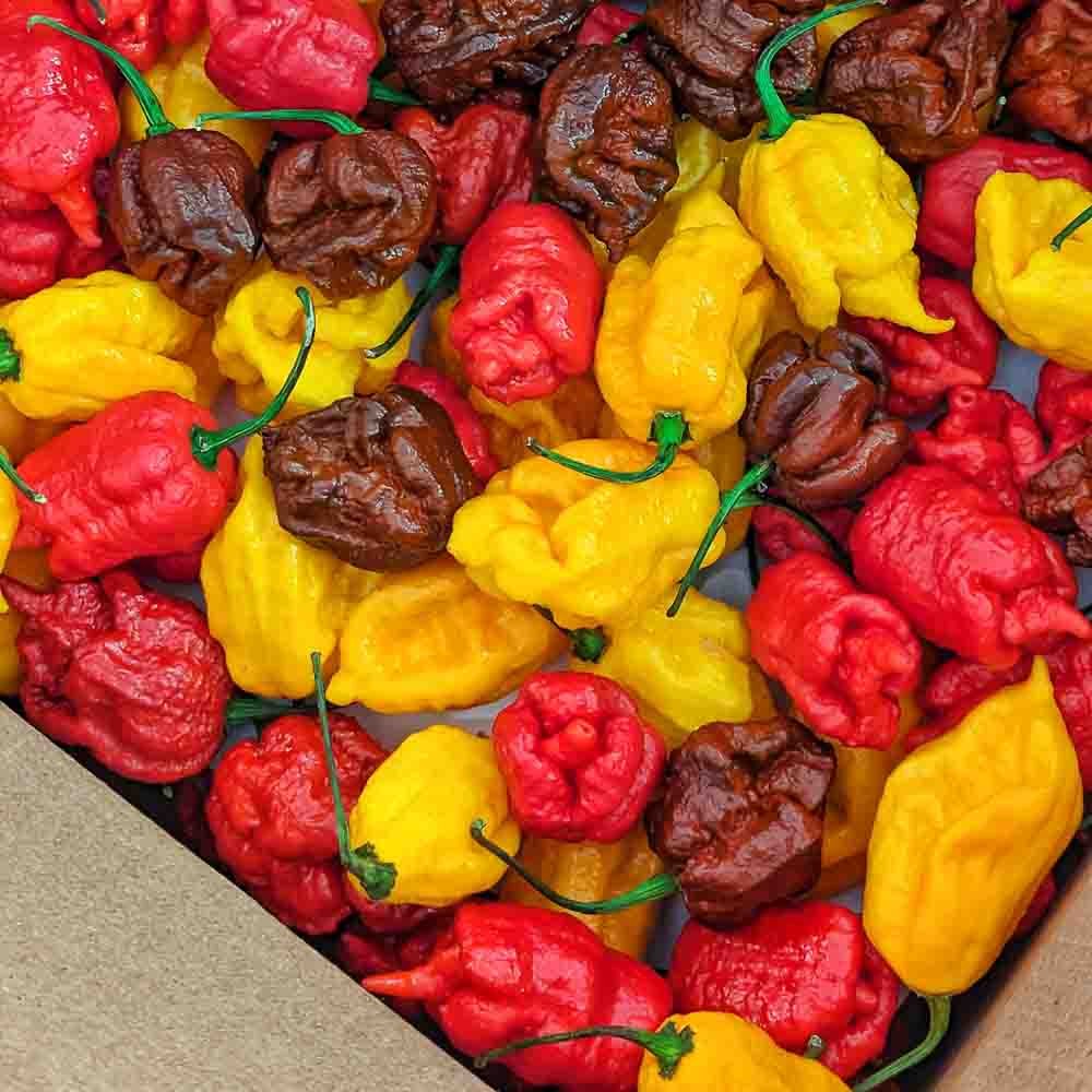 A mix of different superhot peppers, including various Carolina Reaper varieties