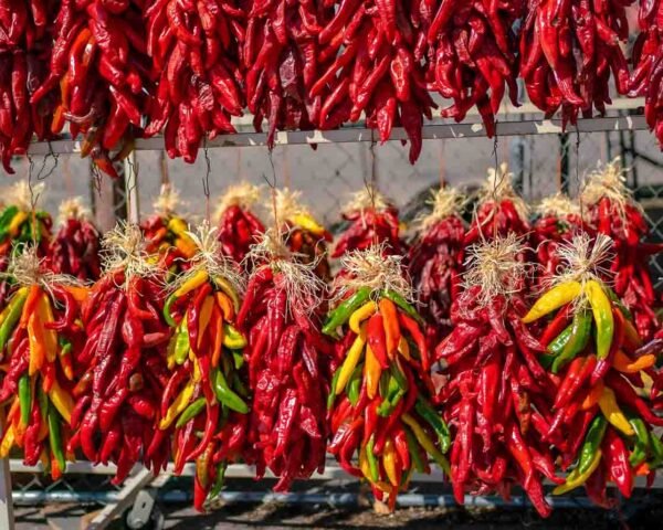 several different chile ristras, including multicoloed 1 ft Hatch chile ristras at Farmers Chile Market in Albuquerque